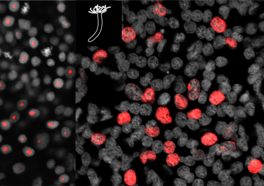 Cells seen under a confocal microscope