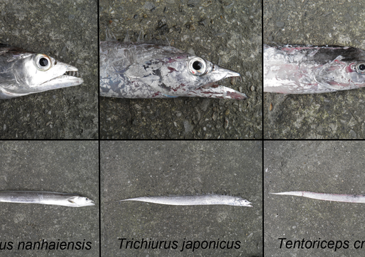 Head and whole body photographs of three cutlassfish species
