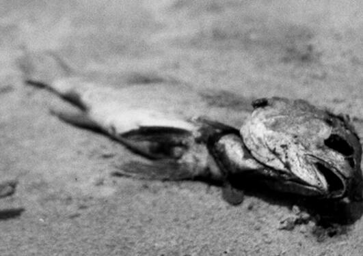 Photo of dead fish