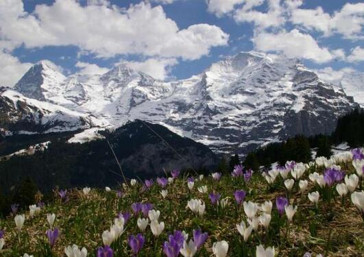 Snowy mountains below blue sky and white clouds, a meadow of croci at the front