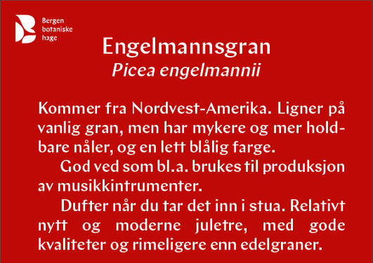 Engelmannsgran