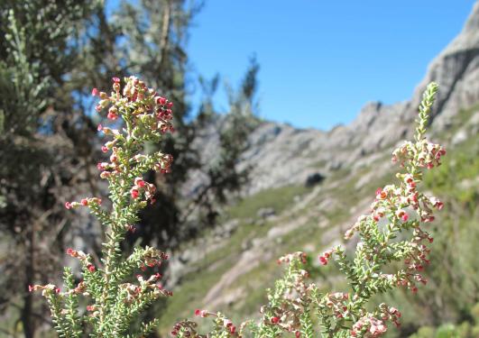Erica sp., Madagascar