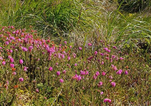 Erica tetralix, the cross-leaved heather