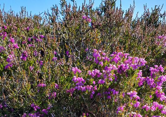 Erica cinerea and Calluna vulgaris