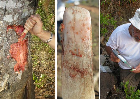 Discovery of 80 000 year old bone tools from SA. Pictures showing experimental methods to find out how the tools were used.