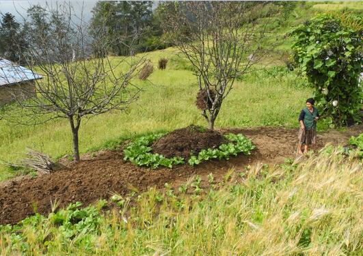 Organic farming in Himalaya. 