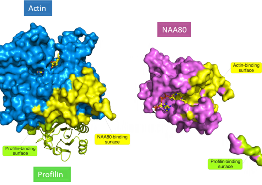 Structure of actin, profilin and NAA80