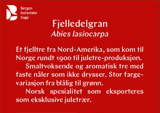 Fjelledelgran