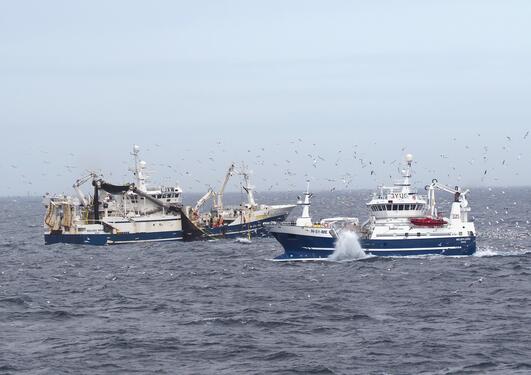 Norges makrellfiskeflåte har fått doblet karbonfotavtrykket og drivstoffeffektiviteten satt 15 år tilbake av Brexit.