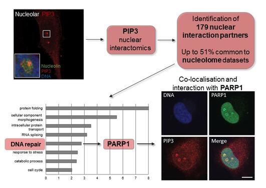 MCP graphical abstract