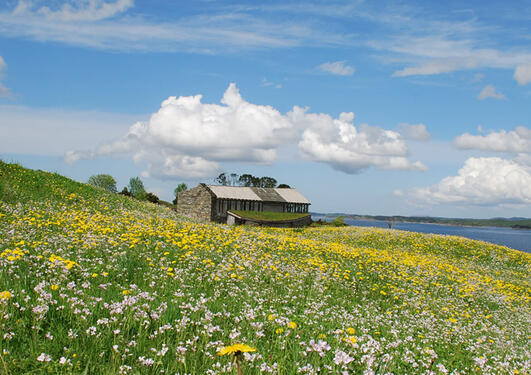 A view across a flower-rich meadow to the Heathland Centre building on the island of Lygra