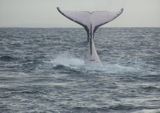 Tail of a diving humback whale