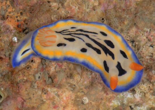 Hypselodoris maritima, Penghu, Taiwan