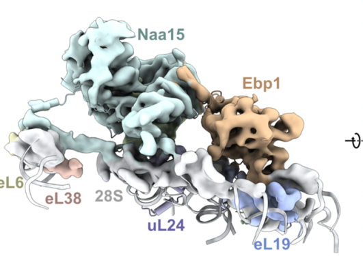 NatA has two binding sites at the PTE.