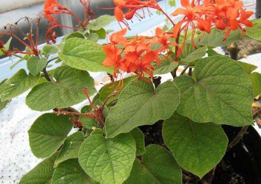 Clerodendrum speciosissimum