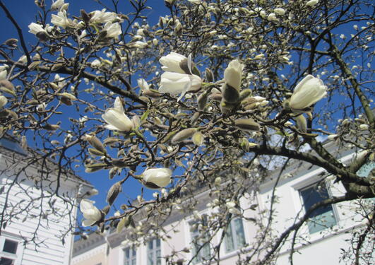 Magnolia