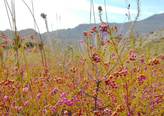 Erica multumbellifera in the Western Cape