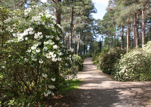 Rhododendron 'Maid of Norway' in the Arboretum