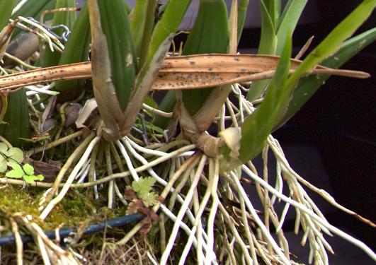 Roots of epiphytic orchids