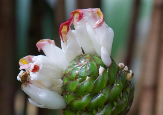Costus afer inflorescence in the Museum Garden