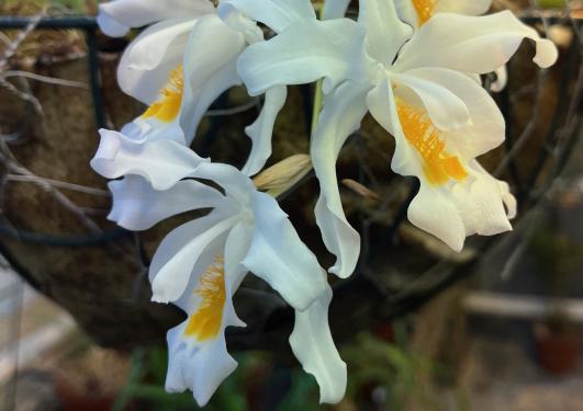 Coelogyne cristata orchid