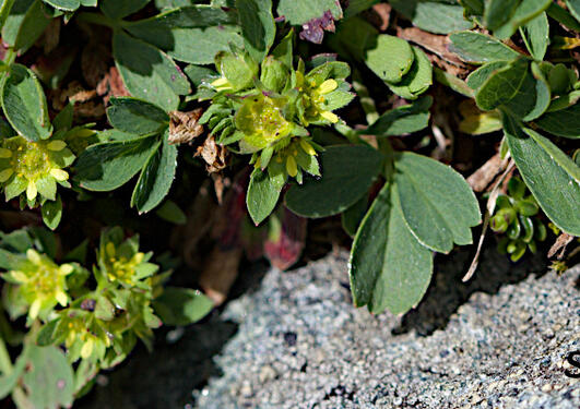 Sibbaldia procumbens