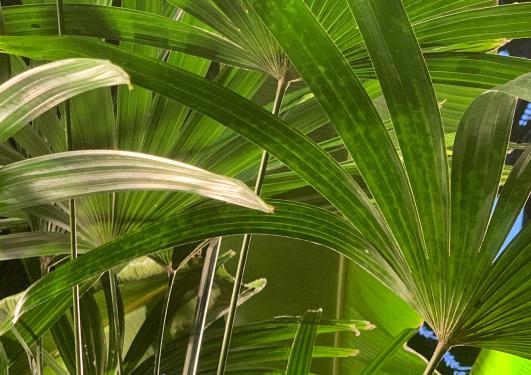 Rhapis excelsa palm leaves