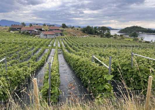 Vineyard in Norway