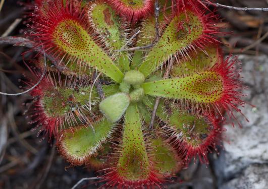 Drosera plant