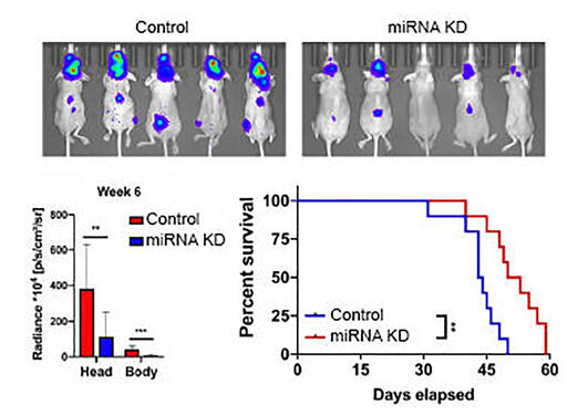 Research_Exosomes_results