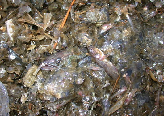 A picture of trawl catch with a mixture of fish and jellies