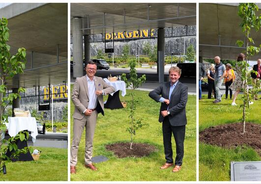 kollage av bilder fra avduking av lommetørkletre på flesland. Rektor Dag Rune Olsen og Helge Eidsnes fra Avinor i midten