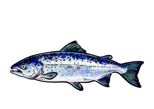 Drawing of a salmon