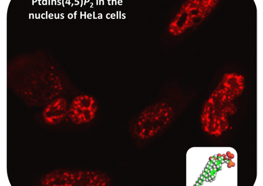 PtdIns(4,5)P2 in the nucleus of HeLa cells
