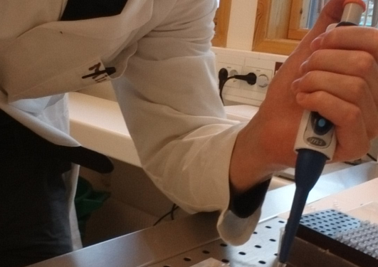 Pipeting the amplified DNA fragments onto an agarose gel