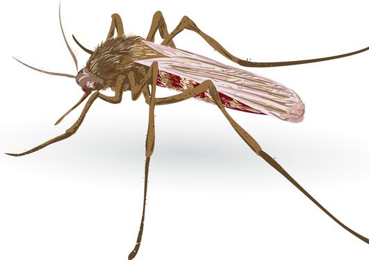Image of a malaria mosquito on a white background.