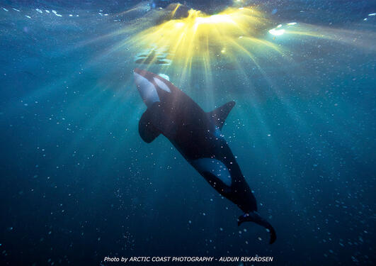 Image showing an Orca whale ascending towards the sea surface lit by sunlight spreading from a narrow point above