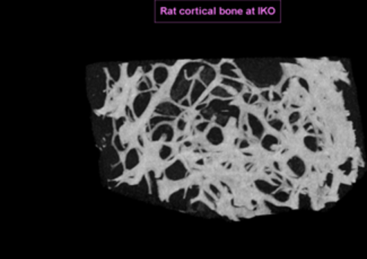 Rat cortical bone at IKO