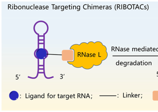 Ribotacs