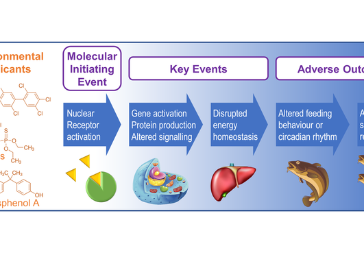 Proposed coupled events from molecular to cellular to behavioral level linking disruptions in energy metabolism to altered feeding behavior and circadian rhythm.
