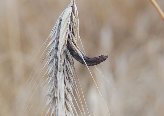 Claviceps purpurea