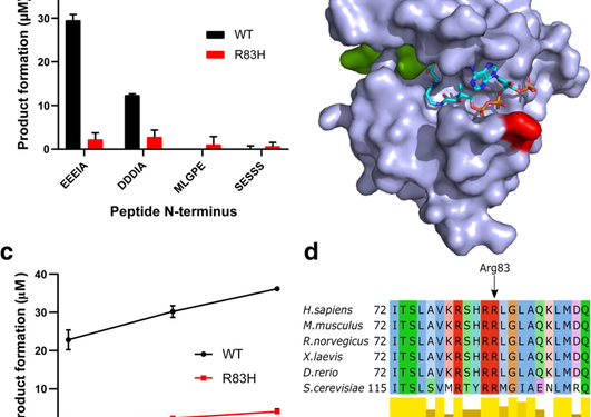 Impaired function of the NAA10 R83H variant