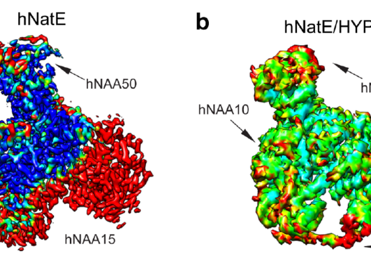 Cryo-EM structures of the NatE complex with/without HYPK bound