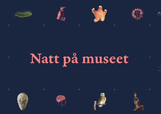 Natt på museet