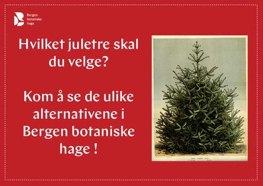 juletre