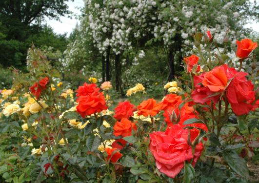 Roseblomstring i Rosariet