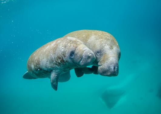 Mother manatee and calf swimming out of the inlet.