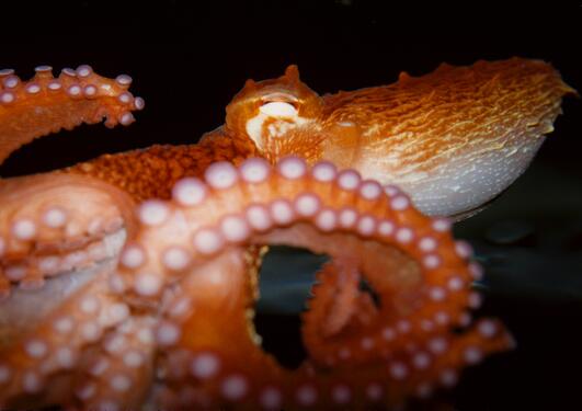 Photo of an octopus