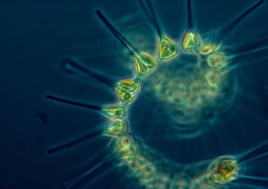 Photo of phytoplankton – the foundation of the oceanic food chain.