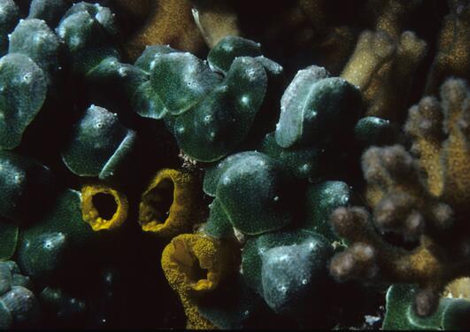 Underwater organisms